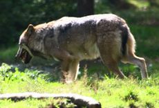 Wolf-145.jpg